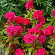 ヒメ日記 2025/08/06 18:24 投稿 斉藤恵 セレブショップ新宿（東京ハレ系）