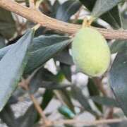 ヒメ日記 2025/08/07 06:09 投稿 斉藤恵 セレブショップ新宿（東京ハレ系）