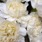 ヒメ日記 2025/08/07 11:15 投稿 斉藤恵 セレブショップ新宿（東京ハレ系）