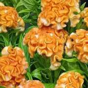 ヒメ日記 2025/08/07 23:15 投稿 斉藤恵 セレブショップ新宿（東京ハレ系）