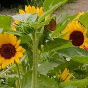 ヒメ日記 2025/08/08 06:19 投稿 斉藤恵 セレブショップ新宿（東京ハレ系）