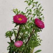 ヒメ日記 2025/08/10 07:03 投稿 斉藤恵 セレブショップ新宿（東京ハレ系）