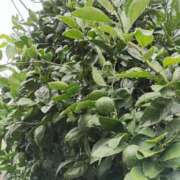 ヒメ日記 2025/08/10 16:13 投稿 斉藤恵 セレブショップ新宿（東京ハレ系）