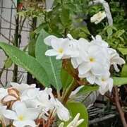 ヒメ日記 2025/08/10 23:47 投稿 斉藤恵 セレブショップ新宿（東京ハレ系）