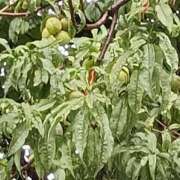 ヒメ日記 2025/08/11 06:01 投稿 斉藤恵 セレブショップ新宿（東京ハレ系）