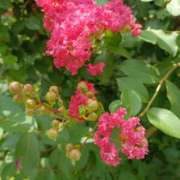 ヒメ日記 2025/08/12 15:01 投稿 斉藤恵 セレブショップ新宿（東京ハレ系）