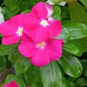 ヒメ日記 2025/08/13 00:45 投稿 斉藤恵 セレブショップ新宿（東京ハレ系）