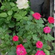 ヒメ日記 2025/08/14 14:11 投稿 斉藤恵 セレブショップ新宿（東京ハレ系）