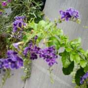 ヒメ日記 2025/08/16 03:50 投稿 斉藤恵 セレブショップ新宿（東京ハレ系）