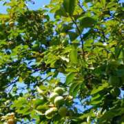 ヒメ日記 2025/08/16 07:15 投稿 斉藤恵 セレブショップ新宿（東京ハレ系）