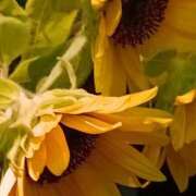 ヒメ日記 2025/08/17 07:15 投稿 斉藤恵 セレブショップ新宿（東京ハレ系）