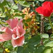 ヒメ日記 2025/08/17 18:30 投稿 斉藤恵 セレブショップ新宿（東京ハレ系）