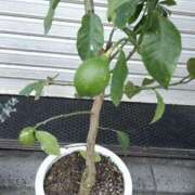 ヒメ日記 2025/08/18 05:36 投稿 斉藤恵 セレブショップ新宿（東京ハレ系）