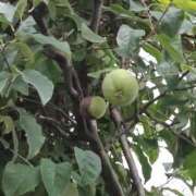 ヒメ日記 2025/08/18 16:55 投稿 斉藤恵 セレブショップ新宿（東京ハレ系）