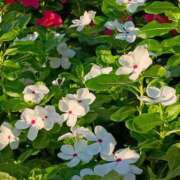 ヒメ日記 2025/08/19 05:34 投稿 斉藤恵 セレブショップ新宿（東京ハレ系）