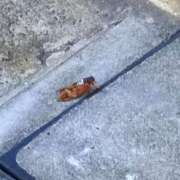 ヒメ日記 2025/08/19 16:27 投稿 斉藤恵 セレブショップ新宿（東京ハレ系）