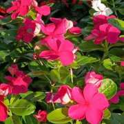 ヒメ日記 2025/08/20 07:15 投稿 斉藤恵 セレブショップ新宿（東京ハレ系）