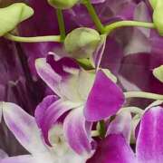 ヒメ日記 2025/08/20 17:30 投稿 斉藤恵 セレブショップ新宿（東京ハレ系）