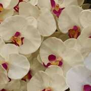 ヒメ日記 2025/08/21 15:13 投稿 斉藤恵 セレブショップ新宿（東京ハレ系）