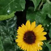 ヒメ日記 2025/08/21 23:43 投稿 斉藤恵 セレブショップ新宿（東京ハレ系）