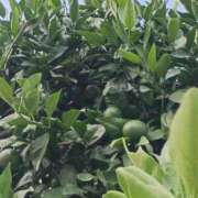 ヒメ日記 2025/08/22 20:31 投稿 斉藤恵 セレブショップ新宿（東京ハレ系）