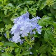 ヒメ日記 2025/08/23 05:45 投稿 斉藤恵 セレブショップ新宿（東京ハレ系）