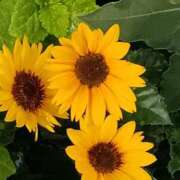 ヒメ日記 2025/08/24 18:30 投稿 斉藤恵 セレブショップ新宿（東京ハレ系）