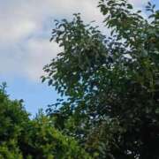 ヒメ日記 2025/08/26 06:12 投稿 斉藤恵 セレブショップ新宿（東京ハレ系）