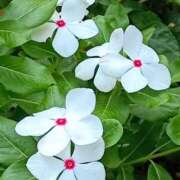 ヒメ日記 2025/08/26 10:54 投稿 斉藤恵 セレブショップ新宿（東京ハレ系）