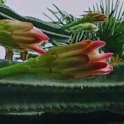 ヒメ日記 2025/08/27 07:15 投稿 斉藤恵 セレブショップ新宿（東京ハレ系）