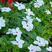 ヒメ日記 2025/08/27 18:23 投稿 斉藤恵 セレブショップ新宿（東京ハレ系）