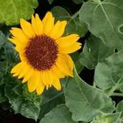 ヒメ日記 2025/08/28 04:30 投稿 斉藤恵 セレブショップ新宿（東京ハレ系）