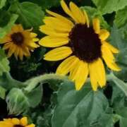 ヒメ日記 2025/08/29 05:45 投稿 斉藤恵 セレブショップ新宿（東京ハレ系）