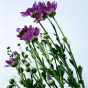 ヒメ日記 2025/08/30 01:00 投稿 斉藤恵 セレブショップ新宿（東京ハレ系）