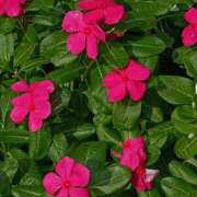 ヒメ日記 2025/08/30 10:01 投稿 斉藤恵 セレブショップ新宿（東京ハレ系）