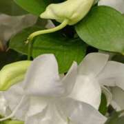 ヒメ日記 2025/08/31 07:15 投稿 斉藤恵 セレブショップ新宿（東京ハレ系）