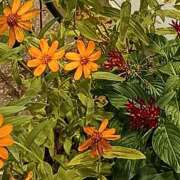 ヒメ日記 2025/09/01 06:02 投稿 斉藤恵 セレブショップ新宿（東京ハレ系）