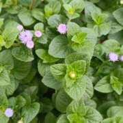 ヒメ日記 2025/09/01 11:52 投稿 斉藤恵 セレブショップ新宿（東京ハレ系）