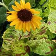 ヒメ日記 2025/09/03 05:41 投稿 斉藤恵 セレブショップ新宿（東京ハレ系）