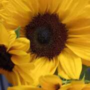 ヒメ日記 2025/09/03 19:01 投稿 斉藤恵 セレブショップ新宿（東京ハレ系）