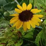 ヒメ日記 2025/09/04 06:00 投稿 斉藤恵 セレブショップ新宿（東京ハレ系）