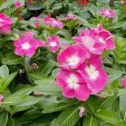 ヒメ日記 2025/09/04 11:17 投稿 斉藤恵 セレブショップ新宿（東京ハレ系）