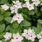 ヒメ日記 2025/09/04 14:32 投稿 斉藤恵 セレブショップ新宿（東京ハレ系）