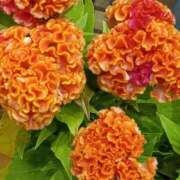 ヒメ日記 2025/09/04 20:30 投稿 斉藤恵 セレブショップ新宿（東京ハレ系）