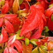 ヒメ日記 2025/09/05 22:02 投稿 斉藤恵 セレブショップ新宿（東京ハレ系）