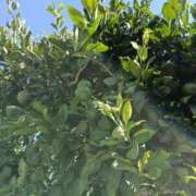 ヒメ日記 2025/09/06 17:14 投稿 斉藤恵 セレブショップ新宿（東京ハレ系）