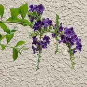 ヒメ日記 2025/09/07 17:30 投稿 斉藤恵 セレブショップ新宿（東京ハレ系）