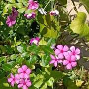 ヒメ日記 2025/09/09 10:59 投稿 斉藤恵 セレブショップ新宿（東京ハレ系）