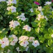 ヒメ日記 2025/09/10 00:54 投稿 斉藤恵 セレブショップ新宿（東京ハレ系）