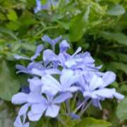 ヒメ日記 2025/09/12 00:21 投稿 斉藤恵 セレブショップ新宿（東京ハレ系）